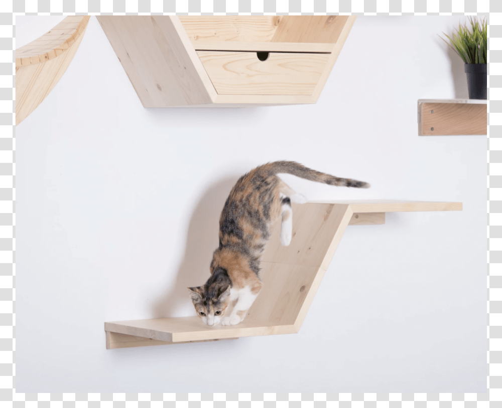 Cat Grabs Treat, Shelf, Wood, Plywood, Pet Transparent Png