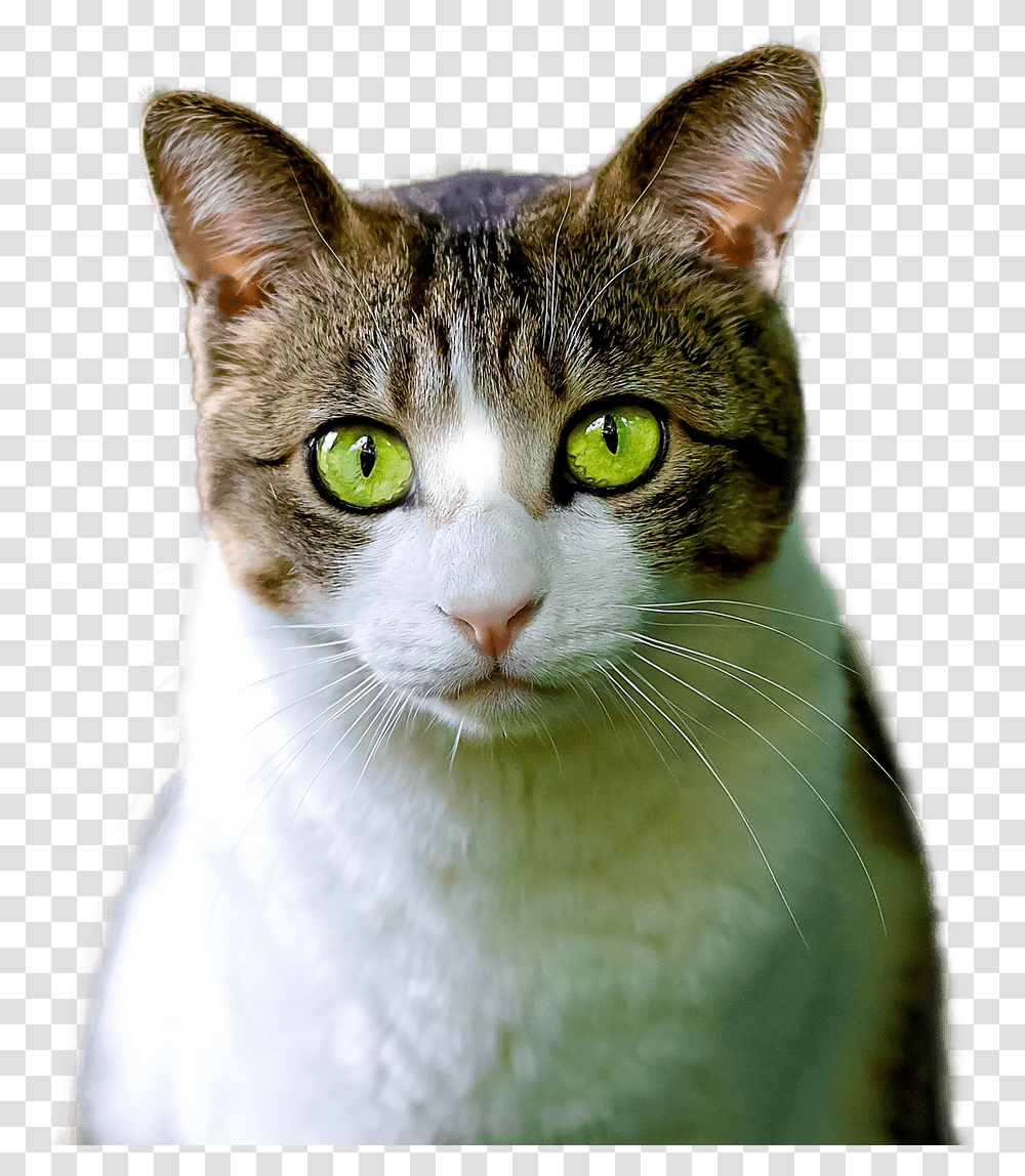 Cat Green Eyes, Pet, Mammal, Animal, Abyssinian Transparent Png