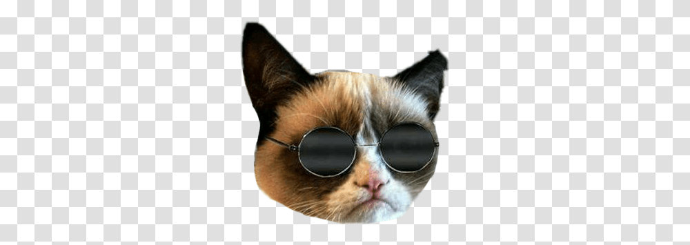 Cat Grummpycat Memes Momo Grumpy Cat With Smile, Sunglasses, Accessories, Snout, Head Transparent Png