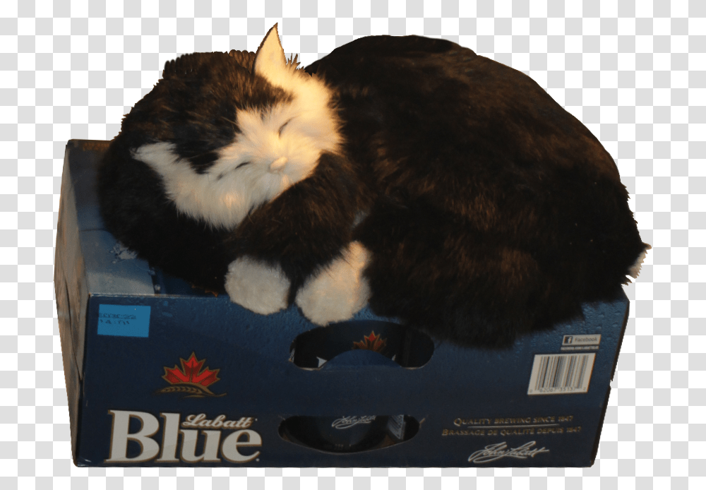 Cat Guarding The Beer Fridge Alpha Beer In Fridge Cat, Pet, Mammal, Animal, Manx Transparent Png