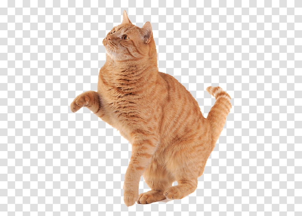Cat Hand Shake Background Ginger Cat, Manx, Pet, Mammal, Animal Transparent Png