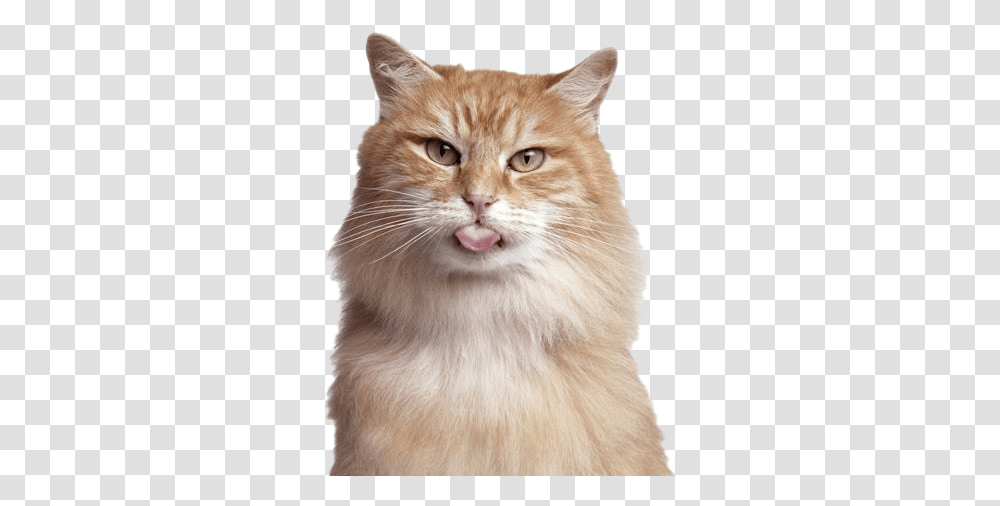 Cat Hd Quality Play Birthday Cat, Pet, Mammal, Animal, Mouth Transparent Png