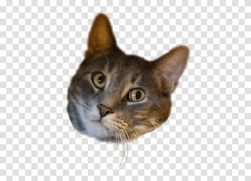 Cat Head Background, Pet, Mammal, Animal, Abyssinian Transparent Png