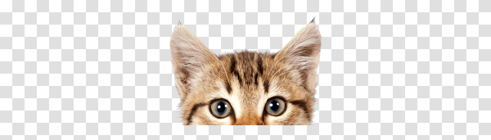 Cat Head Blue Dragon Journal Happy International Cat Day 2019, Abyssinian, Pet, Mammal, Animal Transparent Png