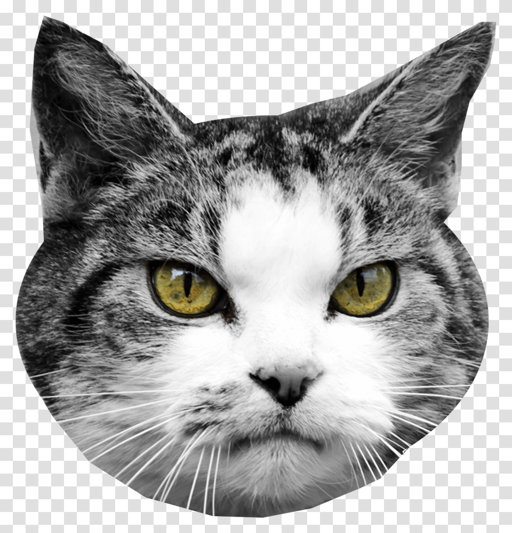 Cat Head Cutout, Pet, Mammal, Animal, Manx Transparent Png