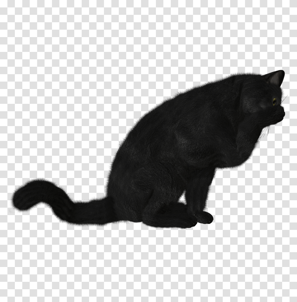 Cat Image, Black Cat, Pet, Mammal, Animal Transparent Png