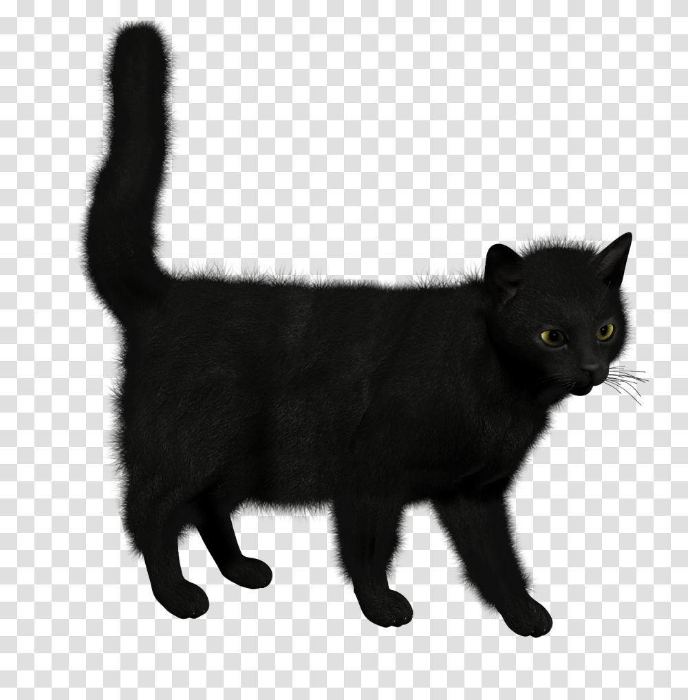 Cat Image, Black Cat, Pet, Mammal, Animal Transparent Png