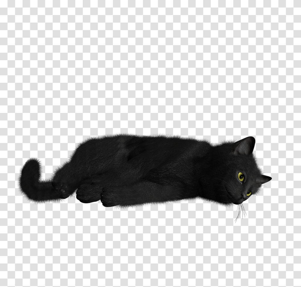 Cat Image, Black Cat, Pet, Mammal, Animal Transparent Png