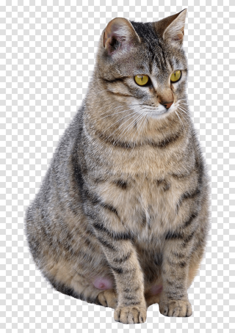 Cat Image Cat, Abyssinian, Pet, Mammal, Animal Transparent Png