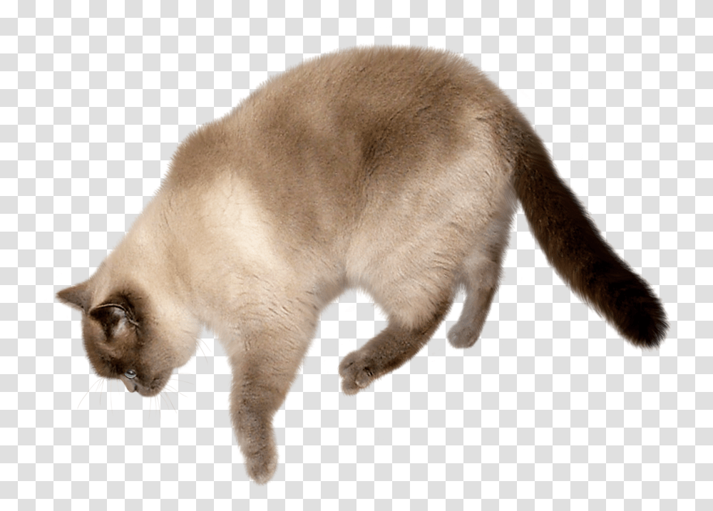 Cat Image Cat With Background, Pet, Mammal, Animal, Manx Transparent Png
