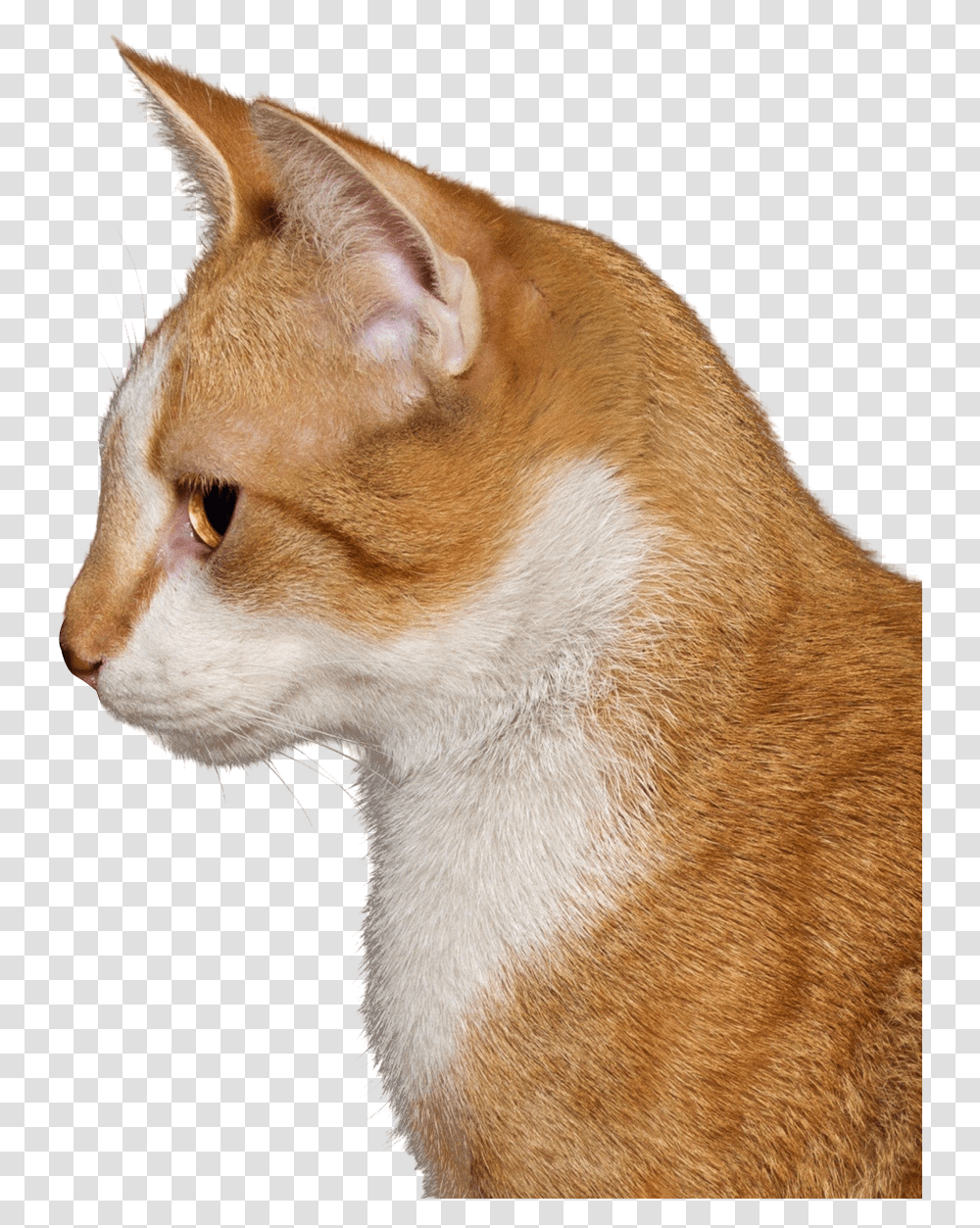 Cat Image Clipart Pics Of A Cat, Abyssinian, Pet, Mammal, Animal Transparent Png