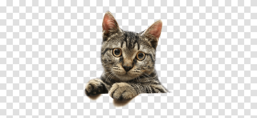 Cat Image Cute Cat Background, Pet, Mammal, Animal, Abyssinian Transparent Png