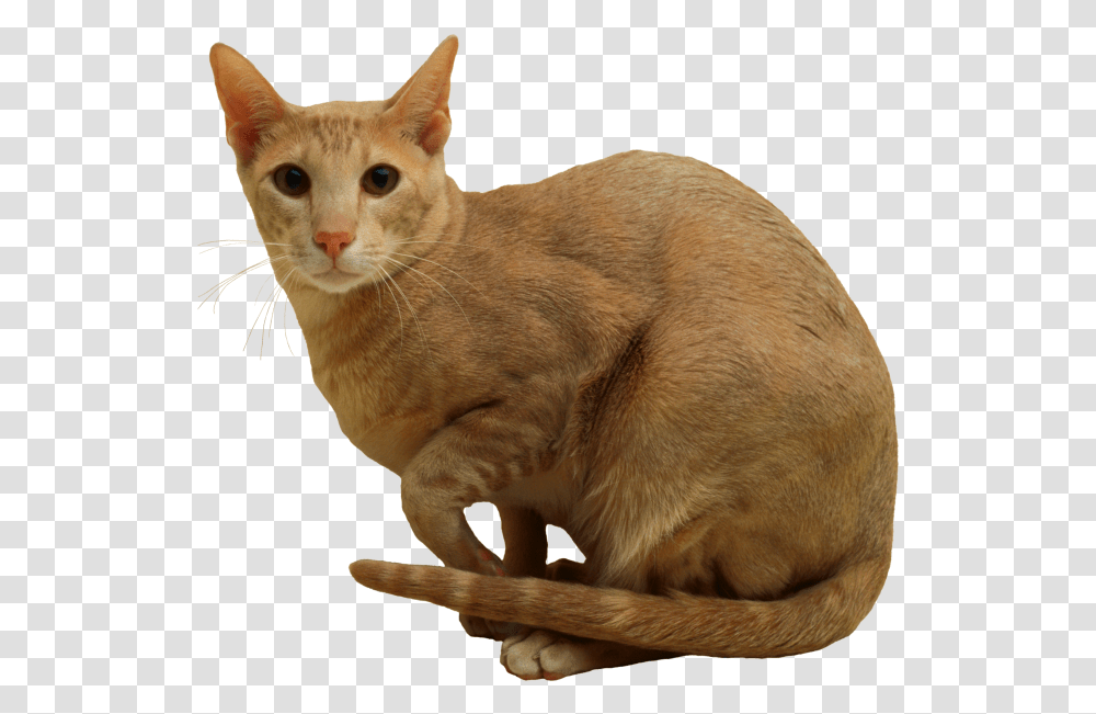 Cat Image For Free Download 15 Photo 4341 Cat, Abyssinian, Pet, Mammal, Animal Transparent Png