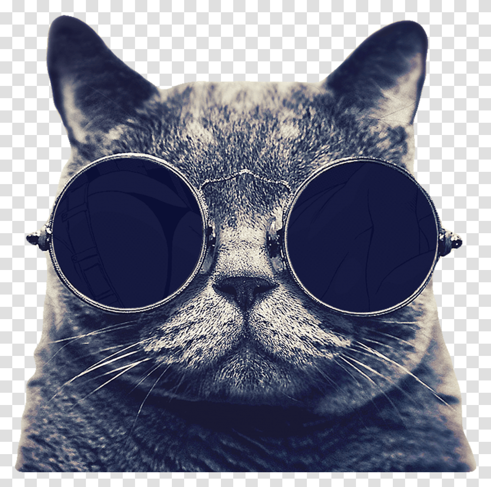 Cat Image Free Download Searchpng Cute Stuff For Profile, Pet, Mammal, Animal, Binoculars Transparent Png