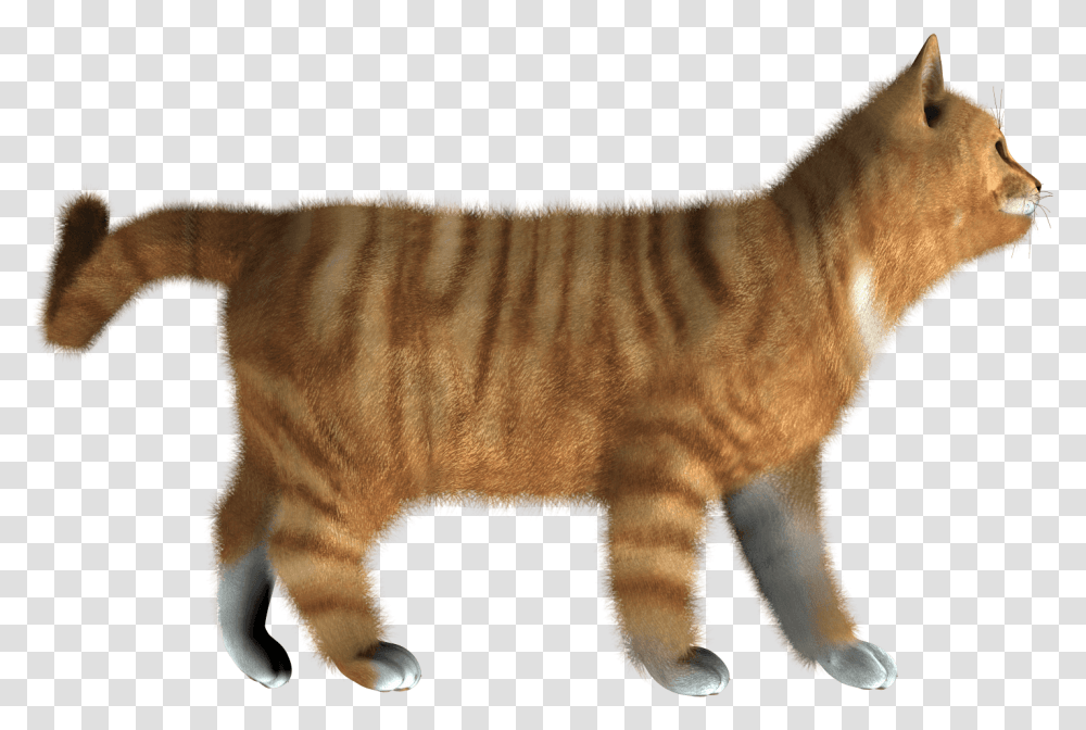 Cat Image Kitten Cat Side View, Manx, Pet, Mammal, Animal Transparent Png