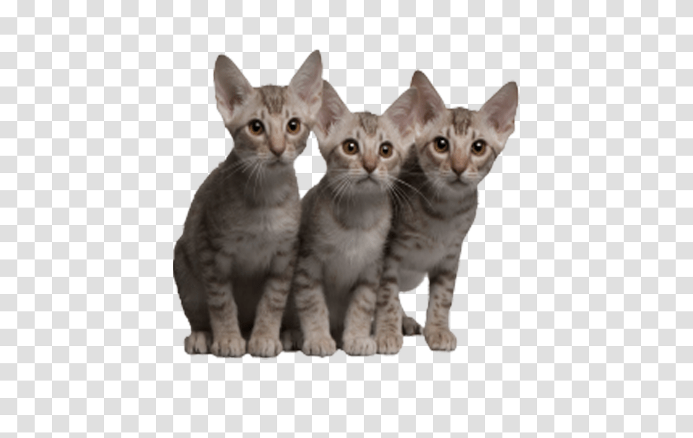 Cat Image No Background Nieblum Kucing, Kitten, Pet, Mammal, Animal Transparent Png
