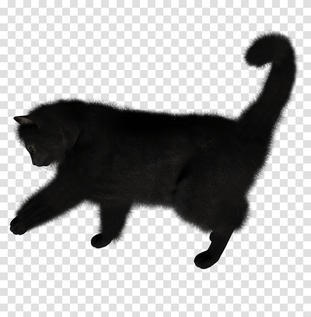 Cat Image Photo With Background, Silhouette, Animal, Mammal, Pet Transparent Png