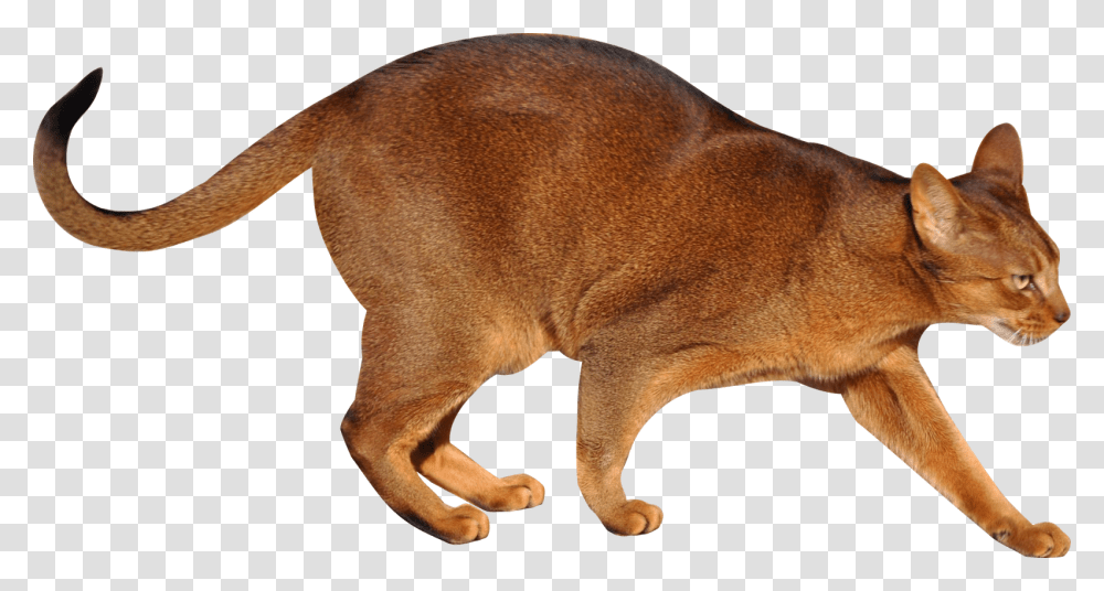 Cat Image Walking, Abyssinian, Pet, Mammal, Animal Transparent Png