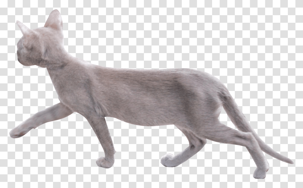 Cat Image With Background Walking Cat Background, Mammal, Animal, Dog, Pet Transparent Png