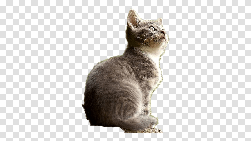 Cat Images Background Cat, Abyssinian, Pet, Mammal, Animal Transparent Png