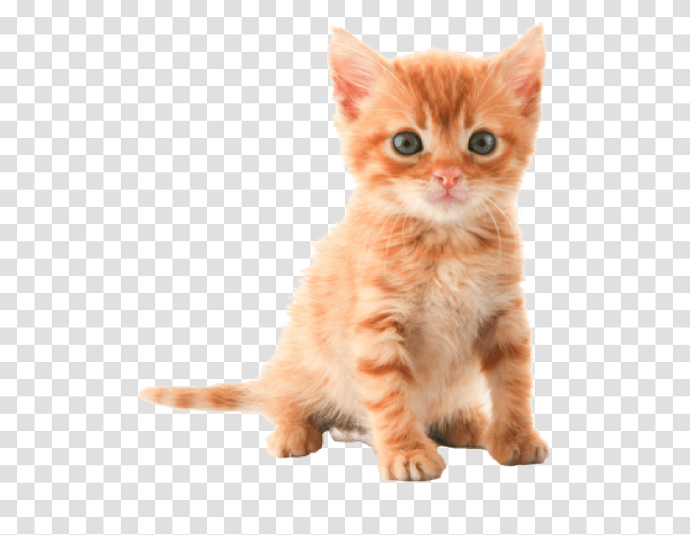 Cat Images Small Cat, Kitten, Pet, Mammal, Animal Transparent Png