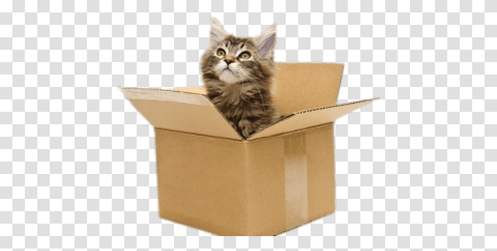 Cat In Box Cat In Cardboard Box, Carton, Pet, Mammal, Animal Transparent Png