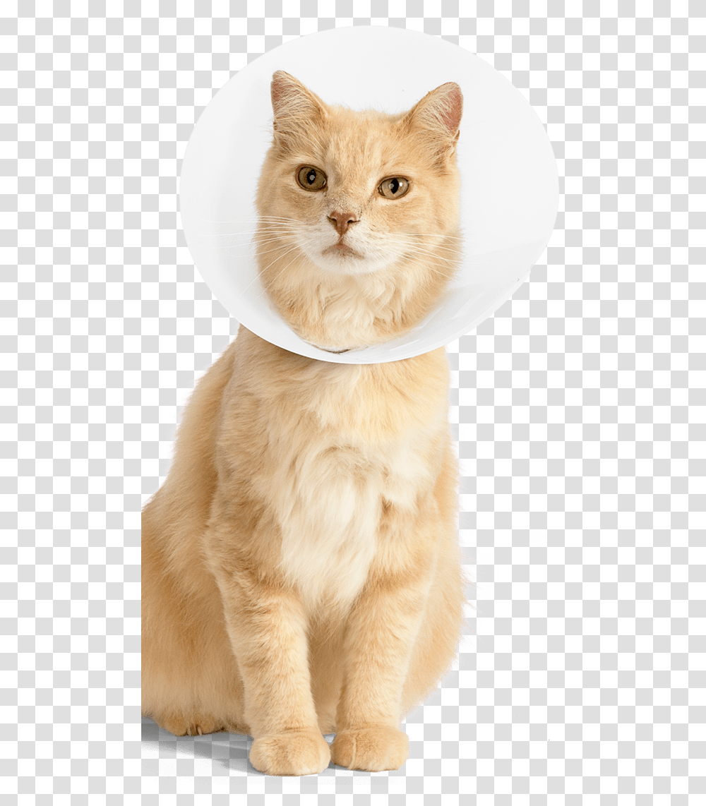Cat In Cone, Pet, Mammal, Animal, Frisbee Transparent Png