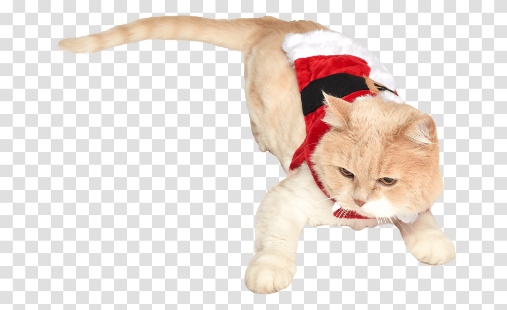 Cat In Santa Costume Holiday Cat, Pet, Mammal, Animal, Kitten Transparent Png