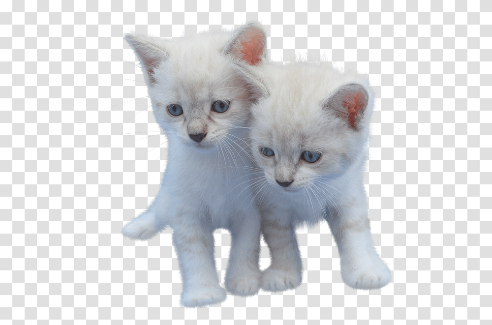Cat Isolated Cut Out Kitten White Pet Animal White Small Cut Cat, Mammal, Manx, Angora, Siamese Transparent Png