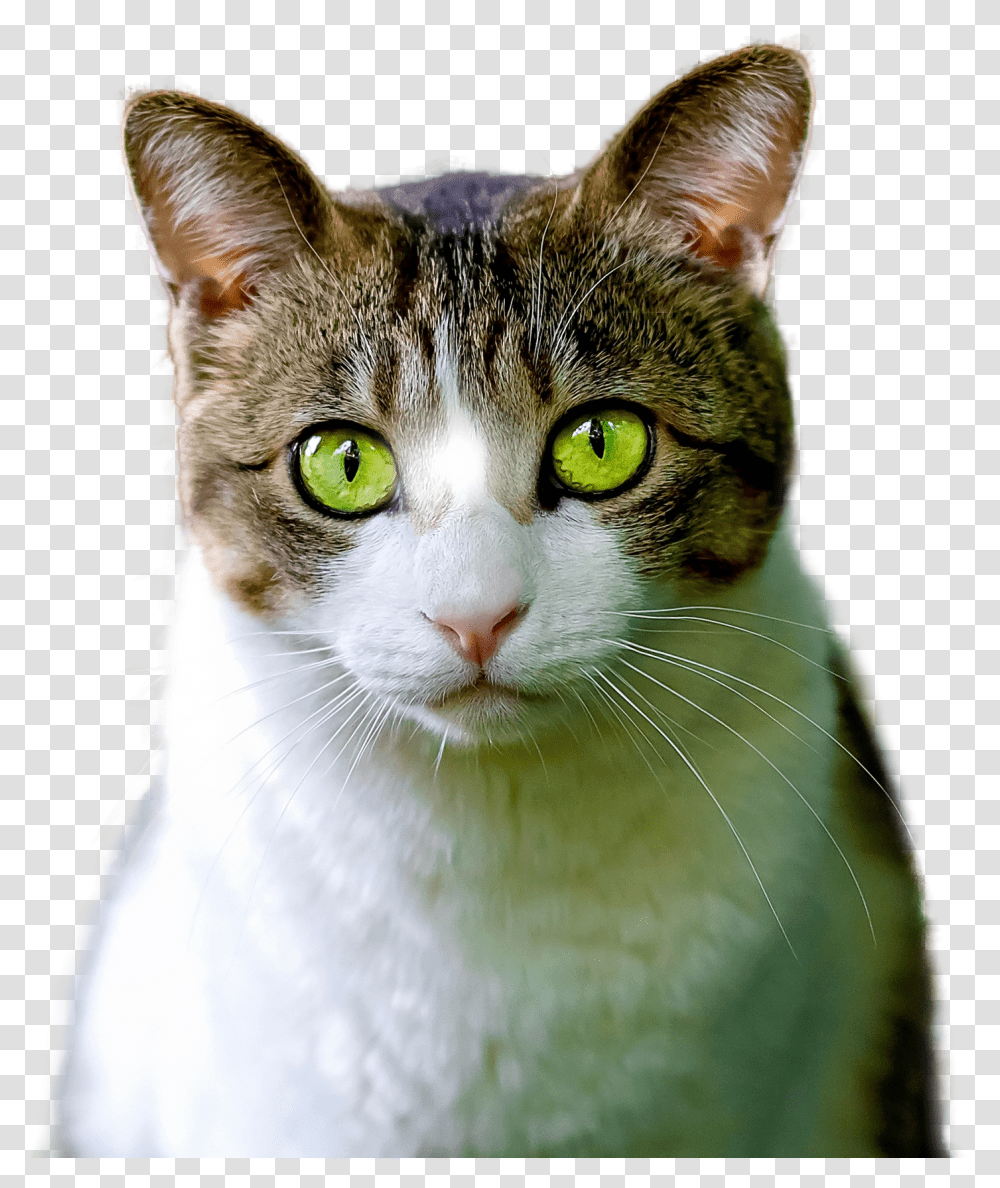 Cat Isolated Feline Free Photo Animal Render, Abyssinian, Pet, Mammal, Manx Transparent Png