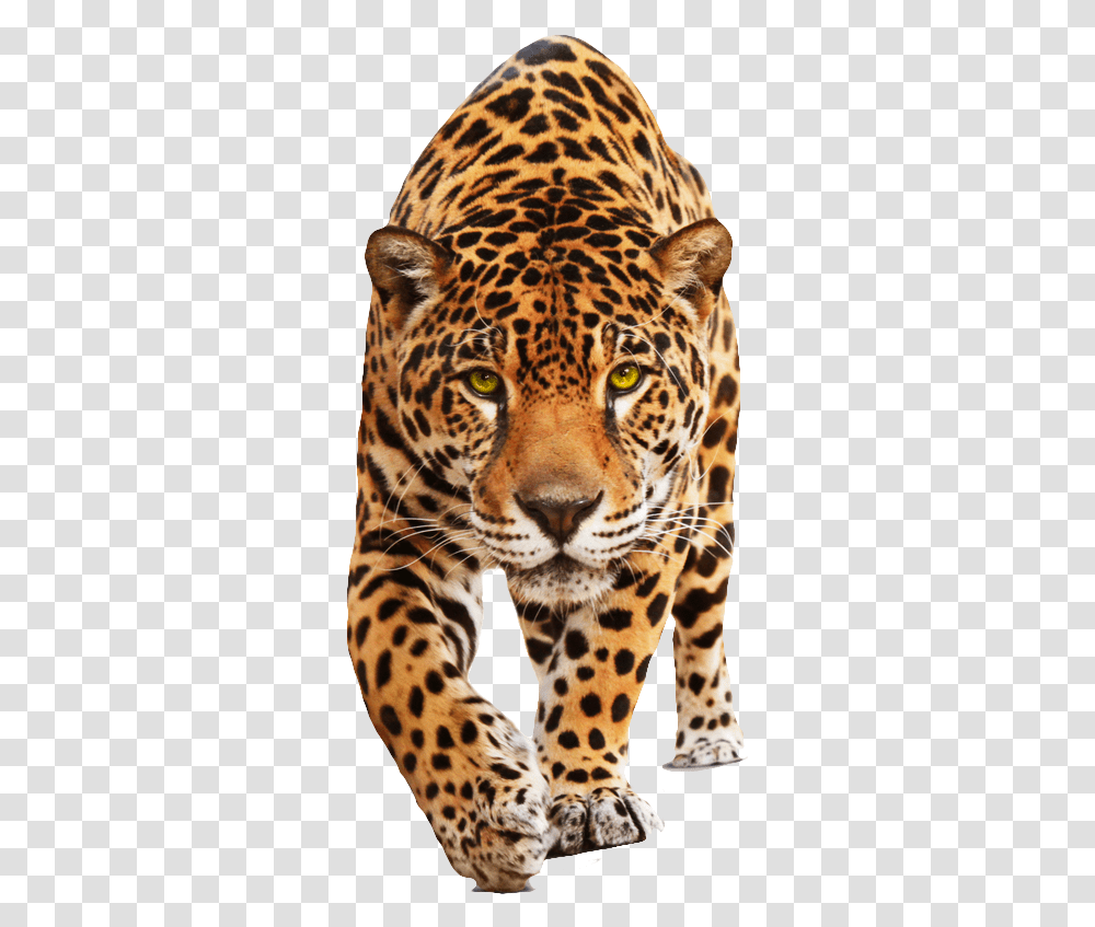 Cat Jaguar, Panther, Wildlife, Mammal, Animal Transparent Png