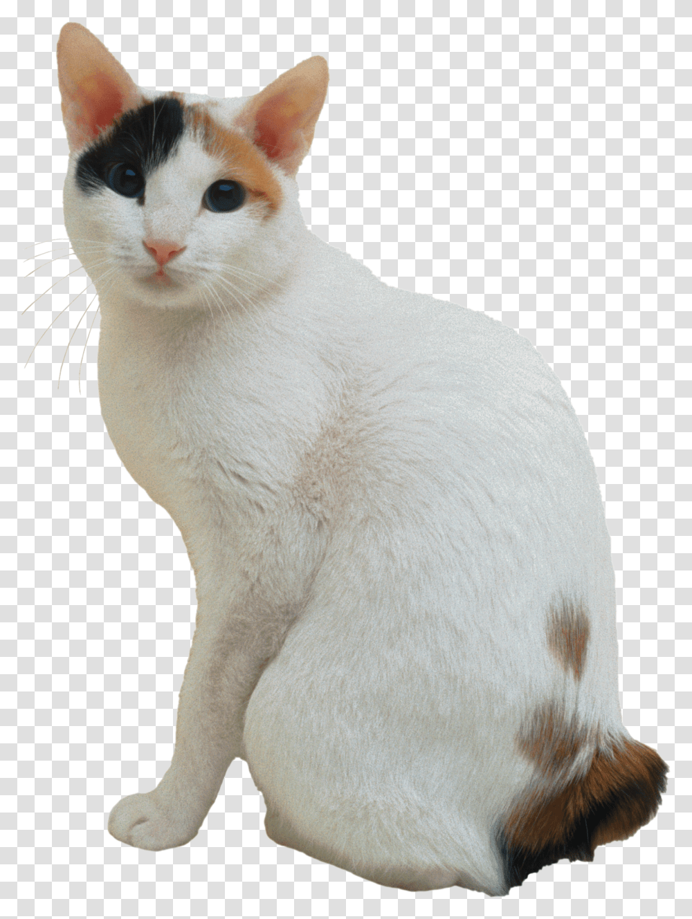 Cat Japanese Bobtail Background, Pet, Mammal, Animal, Manx Transparent Png
