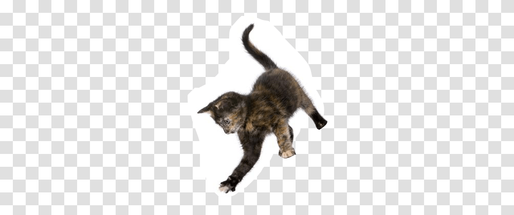 Cat Jumping, Kitten, Pet, Mammal, Animal Transparent Png