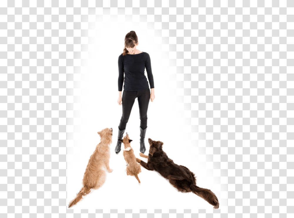 Cat Jumps, Person, Shoe, Dog Transparent Png