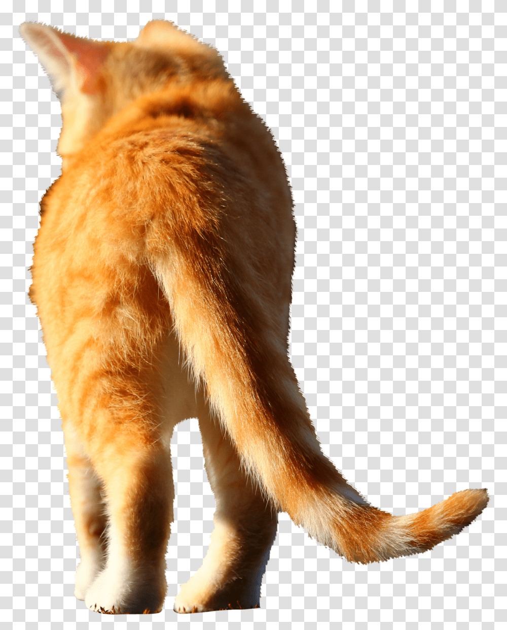 Cat Jumps Transparent Png