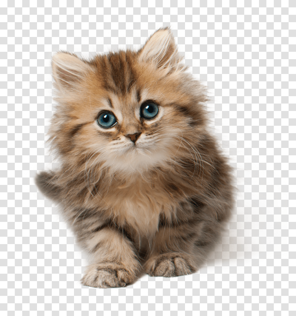 Cat Kitten Cute Kitten Transparent Png