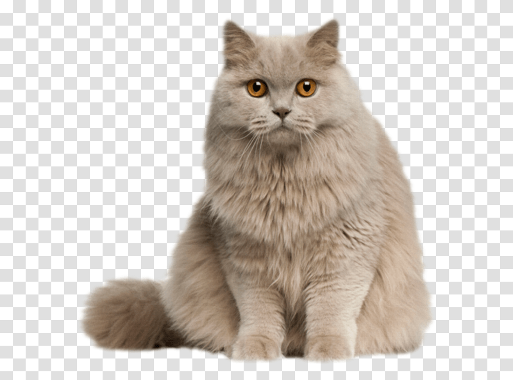 Cat Kitten Kitty Feline Fluffy Longhair Gray Cute Cat Pic, Angora, Pet, Mammal, Animal Transparent Png