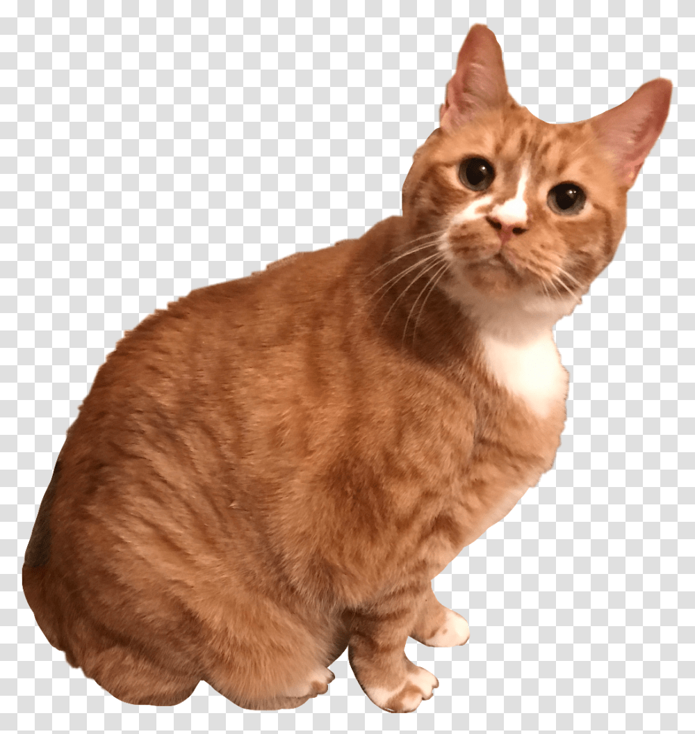 Cat Kitten Kitty Orange Tabby Morga Cat, Manx, Pet, Mammal, Animal Transparent Png