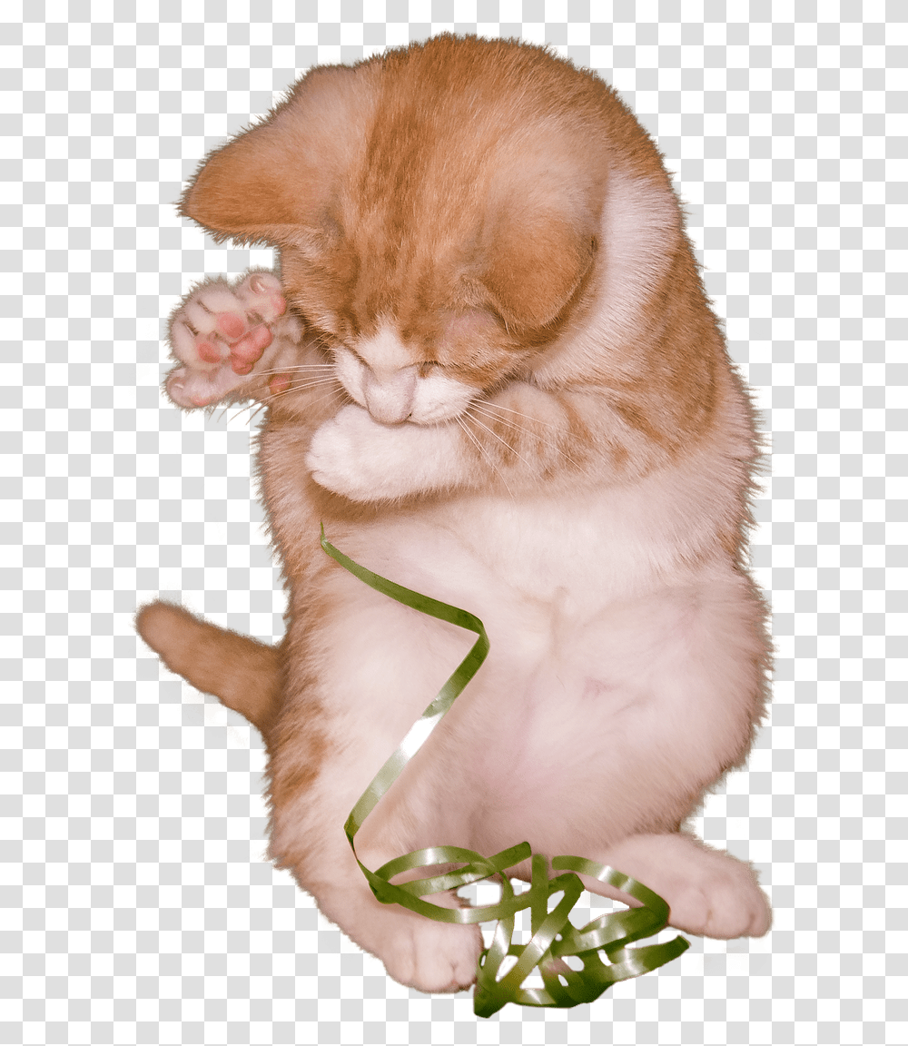Cat Kitten Playing With Ribbon Stickpng Sleeping Cat, Pet, Mammal, Animal, Manx Transparent Png