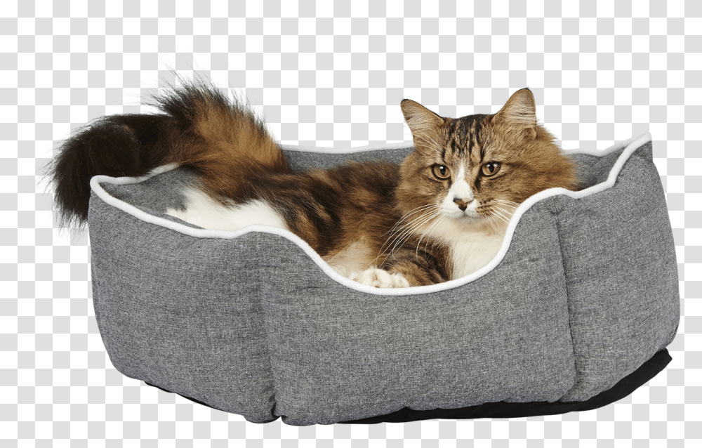Cat Laying Down Tabby Cat, Abyssinian, Pet, Mammal, Animal Transparent Png