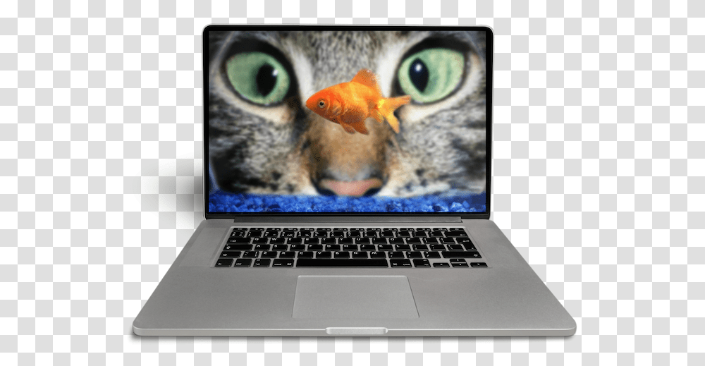 Cat Look At Fish, Pc, Computer, Electronics, Computer Keyboard Transparent Png
