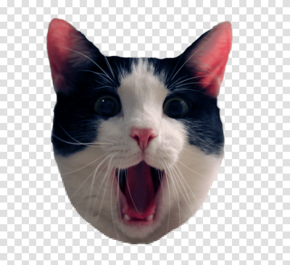 Cat Meme Funny Cat Background, Pet, Mammal, Animal, Mouth Transparent Png