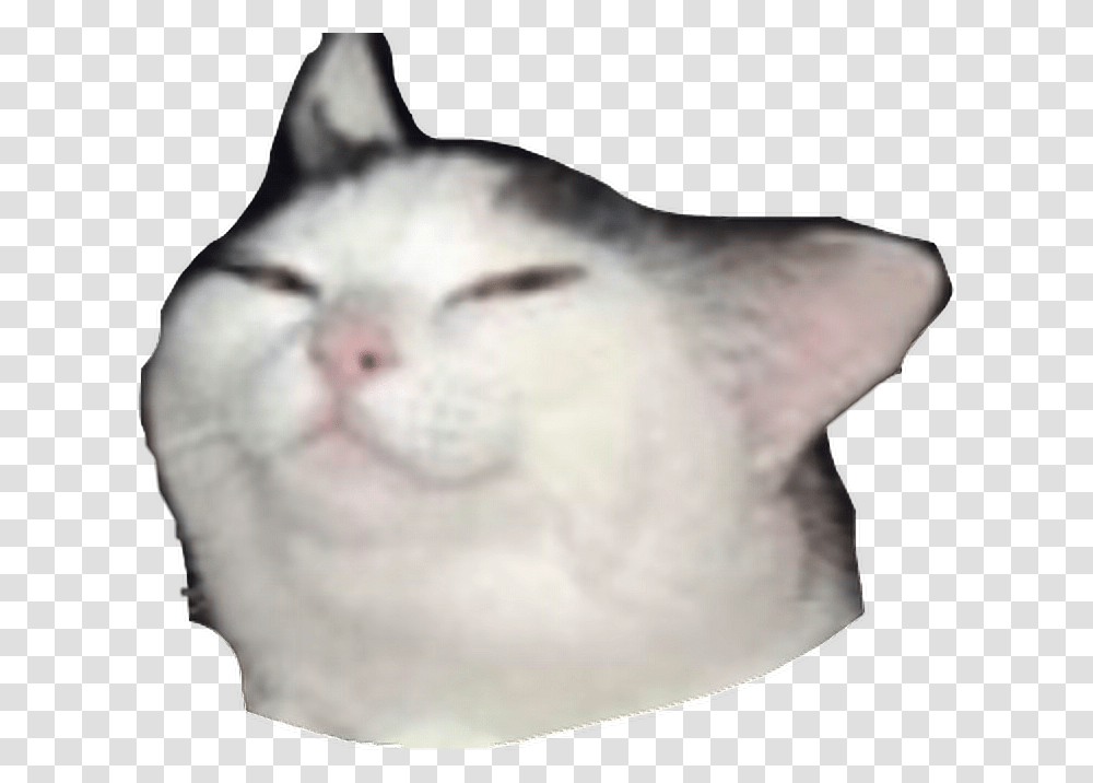 Cat Meme Smug Freetoedit Cat Meme Background, Angora, Pet, Mammal, Animal Transparent Png