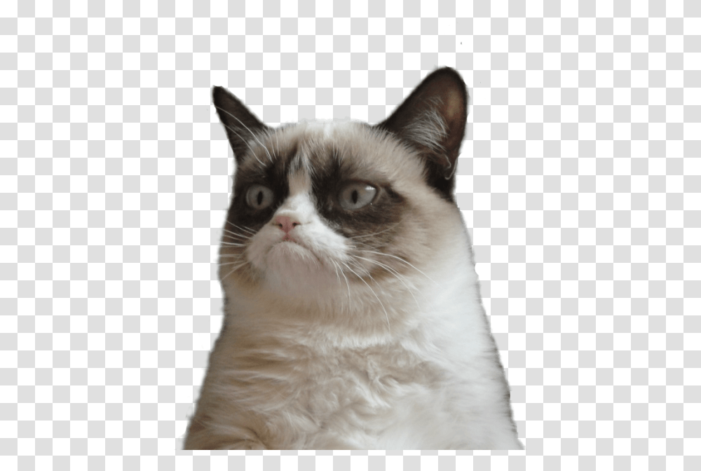 Cat Memes Grumpy Cat White Background, Pet, Mammal, Animal, Siamese Transparent Png