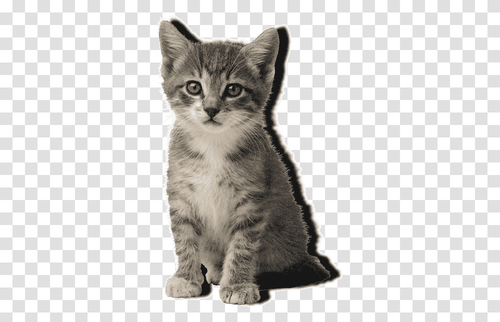 Cat Meow Animated Gif, Pet, Mammal, Animal, Kitten Transparent Png