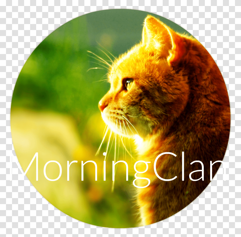 Cat Morning Sun Hd Walselpaper Good Morning Thursday With A Cat, Pet, Mammal, Animal, Manx Transparent Png