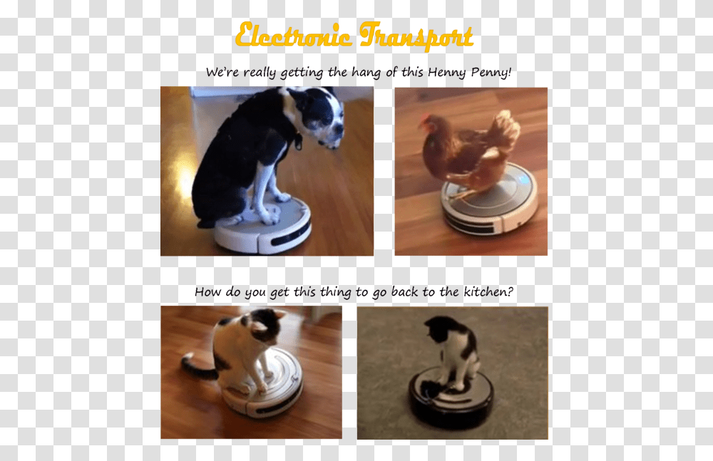 Cat On A Roomba, Dog, Animal, Mammal, Chicken Transparent Png