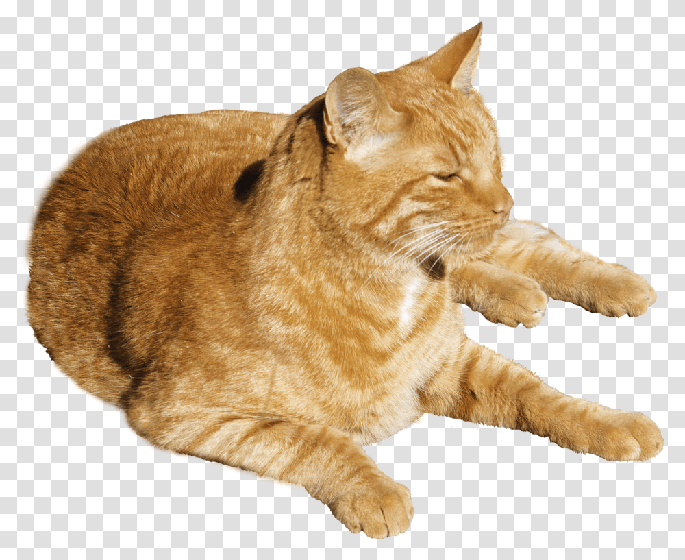 Cat Orange Cat, Manx, Pet, Mammal, Animal Transparent Png