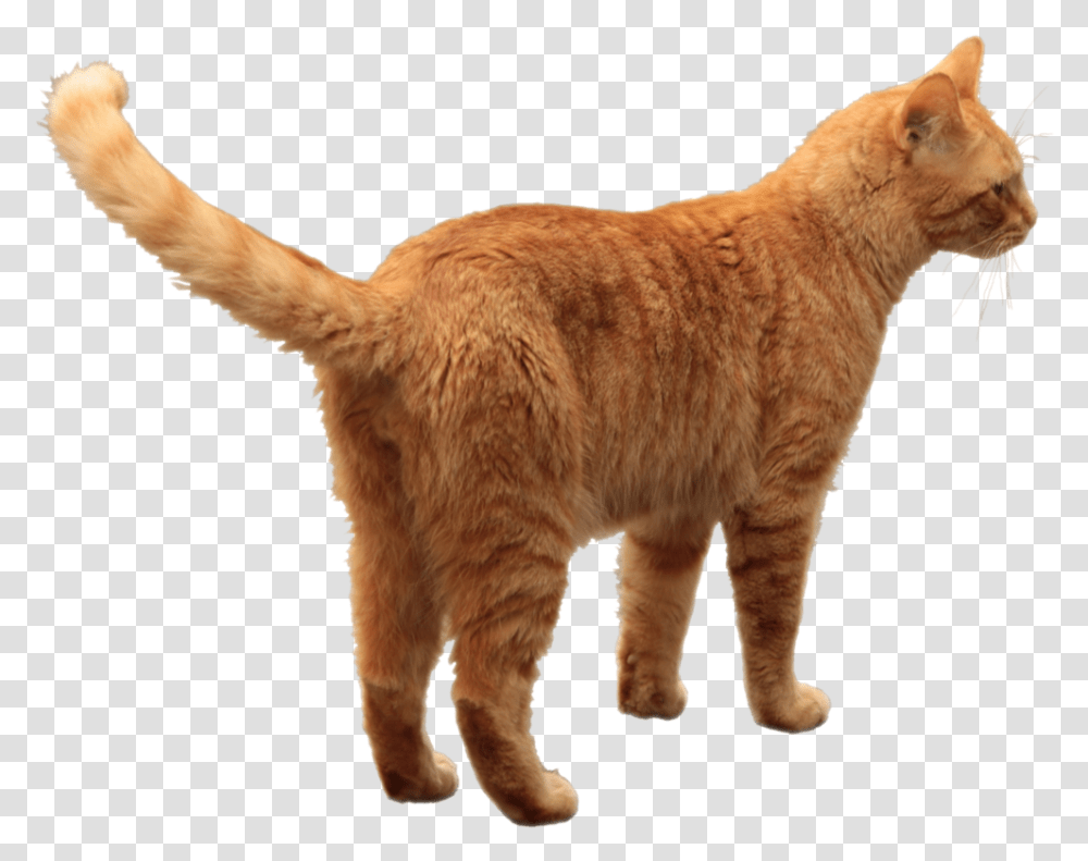 Cat Orange Tabby Cat, Manx, Pet, Mammal, Animal Transparent Png