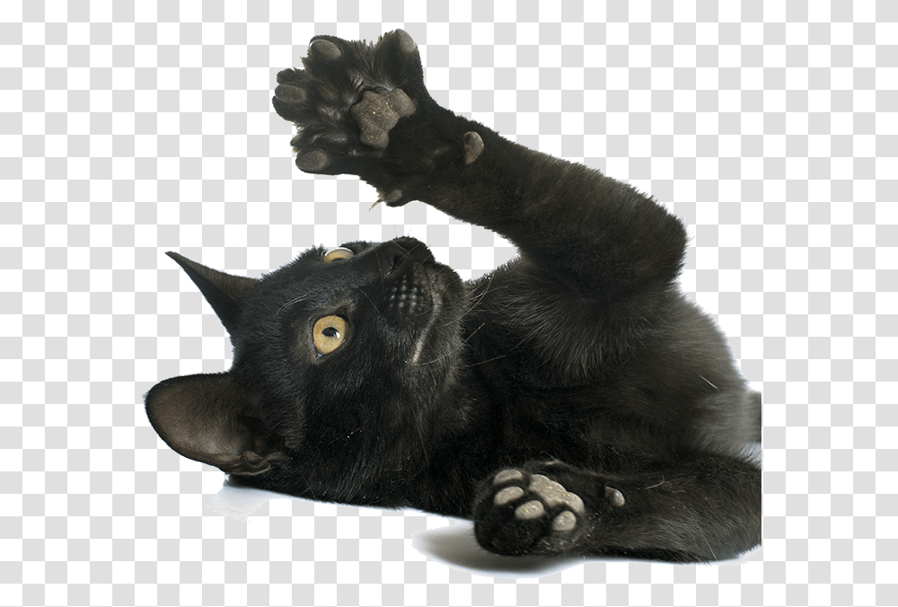 Cat Paws Black Cat Paw, Animal, Pet, Mammal Transparent Png